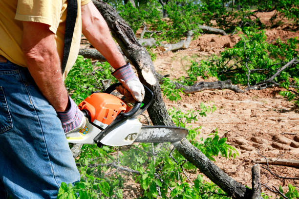 Best Tree Cutting Near Me  in USA